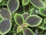 DSC03620.jpg